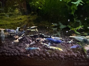 Caridina Black Galaxy Fishbone - 5