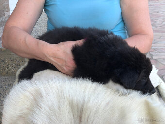 border kólia (collie, kolia) - 5