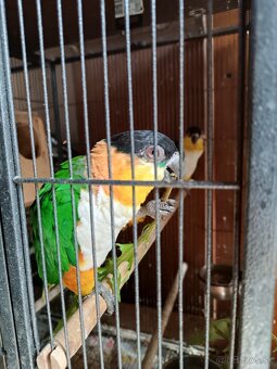 Predám amazonikov ciernotemennych - 5