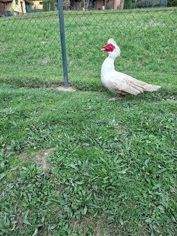 čínske kačice - 5