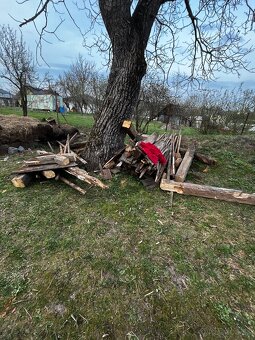 Darujem drevo za odvoz - 5