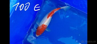 Koi Kapre - 5