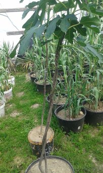 trstina Aruna-Arundo-donax-Trsteník,trstina obrovská - 5