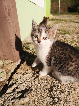 Darujem krásne mačiatka - 5