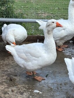 Domace biele husi - 5