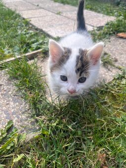 Darujeme mačiatka do dobrých rúk - 5