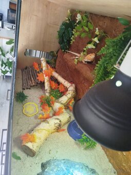 Predam mesiac stare terarium z agamami - 5