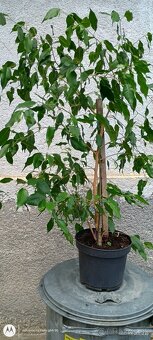 PREDAM FIKUS - 5
