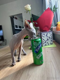 Kanadský sphynx - 5