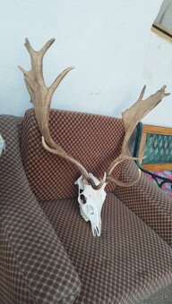 Predám trofej Daniela parožie zhody trofeje. - 5