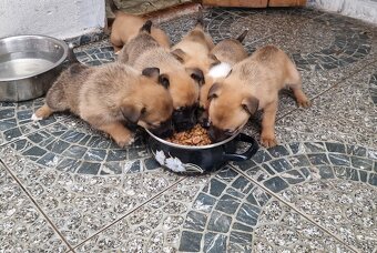 Darujem šteniatka - 5