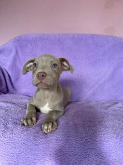 Americký pitbulterier s PP silverfawn rarita - 5