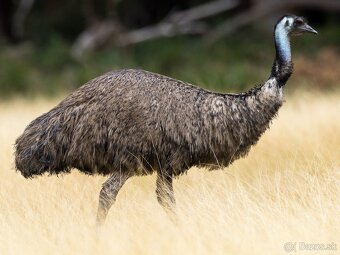 AUSTRALSKE EMU - EMU HNEDY - 5