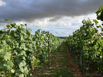 Predám vinicu v osobnom vlastníctve - 5