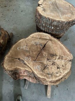 Vysušené orechové ,dubové, jaseňové koláče / priečne rezy - 5