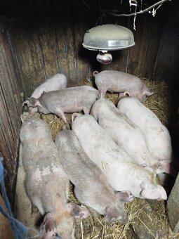 Predám odstavčata - 5