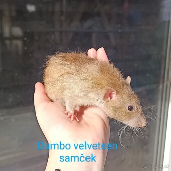 ❤ Dumbo, velveteen potkaníky - 5