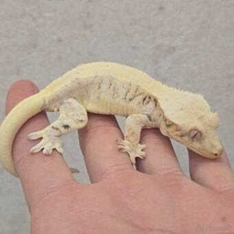 Pagekon riasnaty - C. ciliatus - 5