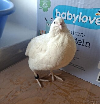 Predam krasnych kohutov preplice japonskej - 5