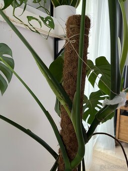 Monstera deliciosa - 5