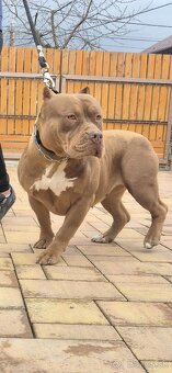 American bully XL - 5