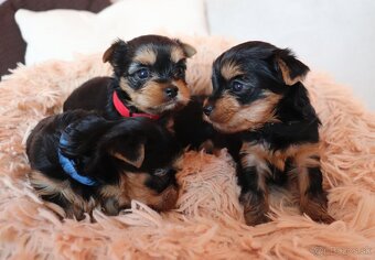 Yorkshire Terrier - 5