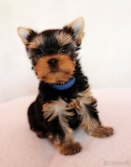 Yorkshire Terrier, York, Jork, Yorkshirsky teriér, šteniatka - 5