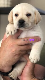 Labrador retriever - 5