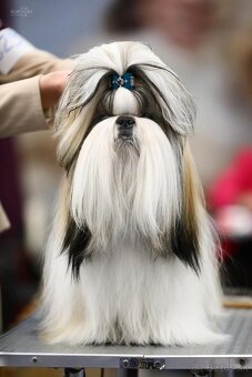 Psík shih tzu s PP - 5