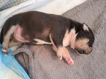 Predám šteniatka stafford/American bully - 5