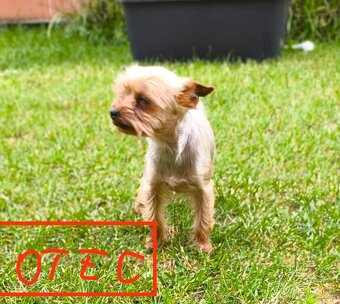 Mini Yorkshire terrier - 5