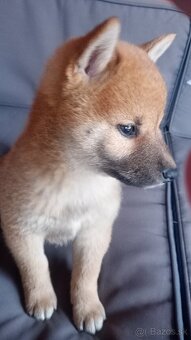 Shiba inu - 5