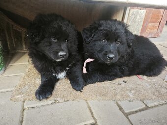 Predám šteniatka - 5