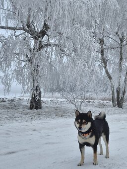Shiba Inu - ihned k odběru - 5