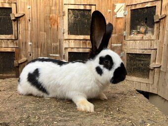 Nemecký obrovitý strakáč - 5