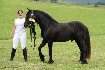Pripustanie zrebcom fell pony - 5