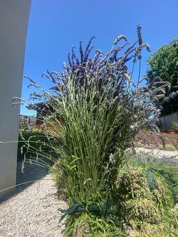 levandula - 5