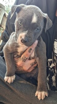 Americky Stafford - 5