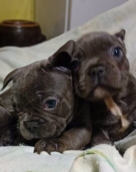 Fr.buldocek modre - 5