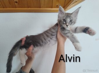 Mainská mývalia s PP - 5