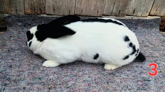 N.O. Strakoš, Kalifornsky - 5