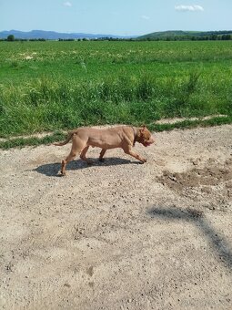 Darujem psíka, pitbull red nose - 5