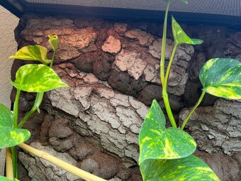 TERÁRIUM REPTI PLANET pre chameleona - 5