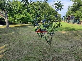 ROZĽAHLÝ POZEMOK s DOMOM v príjemnej obci JENKOVCE - 5