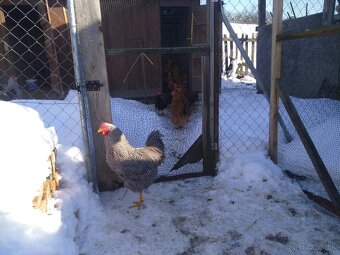 Kačky a kohúty - 5