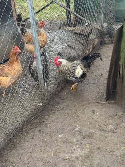 Predám mladé kohuty - eladó kakasok - 5