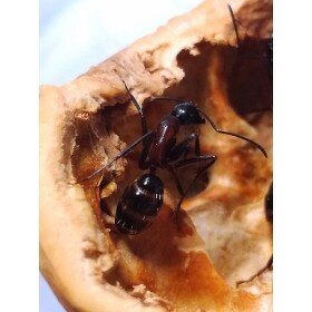 Camponotus ligniperda - 5