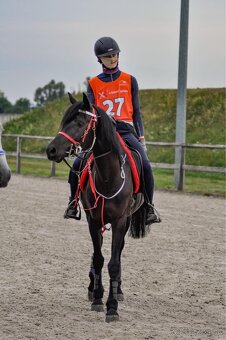 Arabsky plnokrvnik - 5
