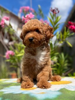 Maltipoo kiskutyák - 5