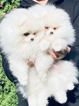 Pomeranian s PP - 5